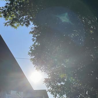 夏の朝 夏の朝の写真