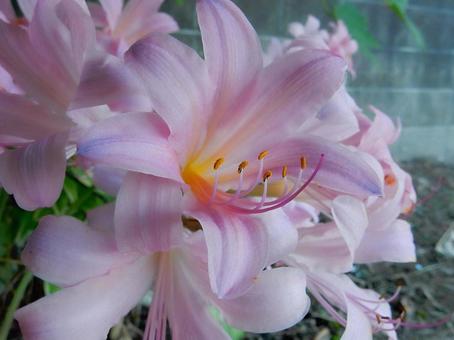 【花の写真】ナツズイセン（夏水仙） 夏水仙,ナツズイセン,ヒガンバナ科の写真素材