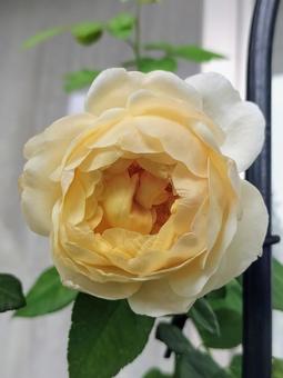 ベランダのバラ・ジュードジオブスキュア 薔薇,バラ,ジュードジオブスキュアの写真素材