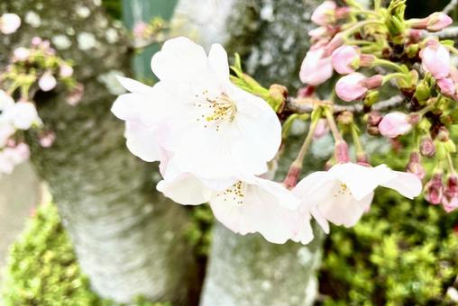 さくらの花と蕾の写真