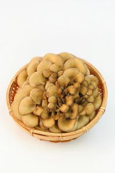 舞茸 舞茸 舞茸,キノコ,食材の写真素材