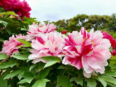 ボタンの花 二色咲き ボタンの花 二色咲きの写真