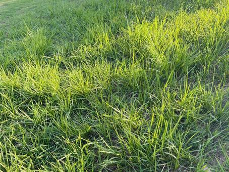 生き生きとした緑色の雑草と太陽の光 生き生きとした緑色の雑草と太陽の光 雑草,草,野原の写真素材