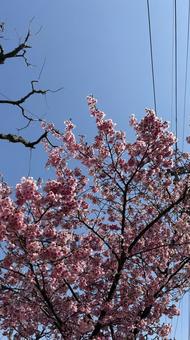 桜 桜の写真