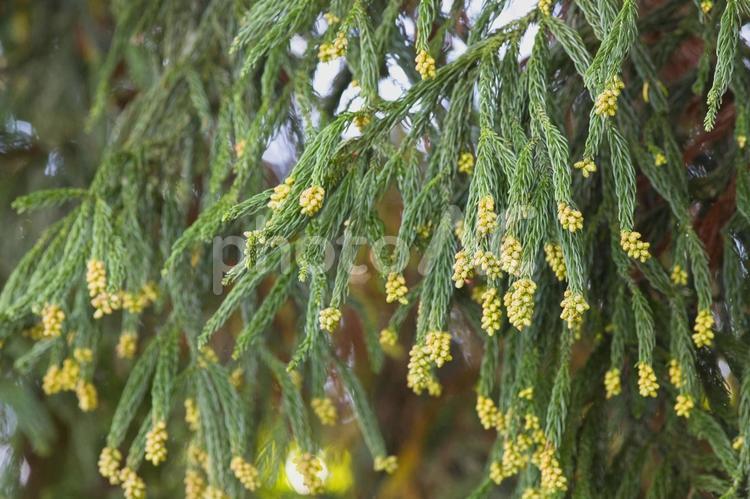 黄色い花粉が付いたスギの葉 スギ花粉,スギ,花粉の写真素材