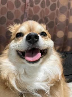笑顔の小型犬アップ 笑顔の小型犬アップの写真