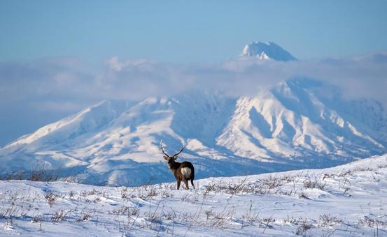 雄大な利尻岳と佇むエゾシカのいる冬景色 エゾシカ,利尻岳,雪山の写真素材