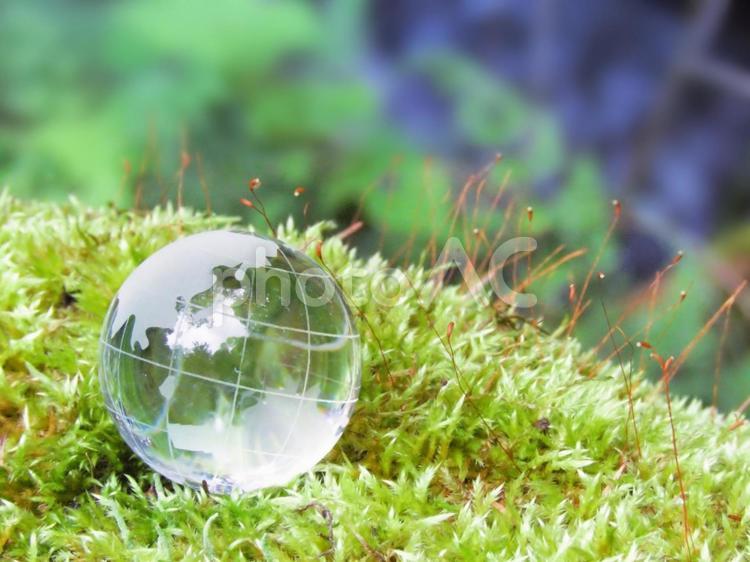 エコイメージ-ガラスの地球儀と苔むした幹 地球,地球儀,エコの写真素材
