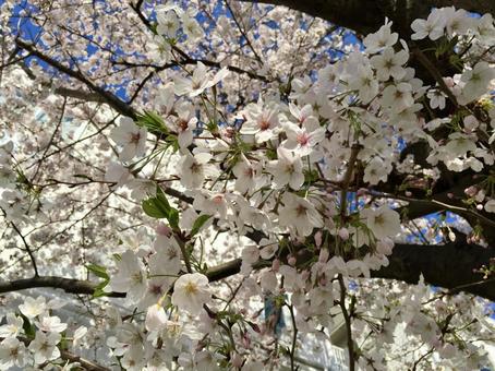 桜 桜,サクラ,さくらの写真素材