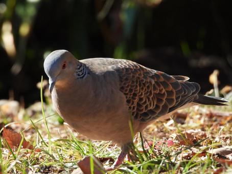 キジバトと秋の草むら キジバト,鳩,野鳥の写真素材
