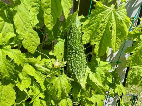 家庭菜園の緑のカーテン:小さなゴーヤの実 家庭菜園の緑のカーテン:小さなゴーヤの実 植物,野菜,家庭菜園の写真素材
