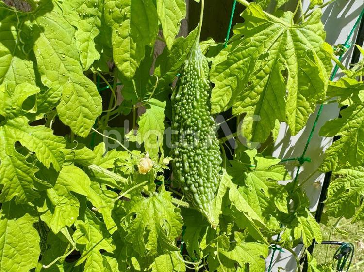 家庭菜園の緑のカーテン：小さなゴーヤの実 植物,野菜,家庭菜園の写真素材
