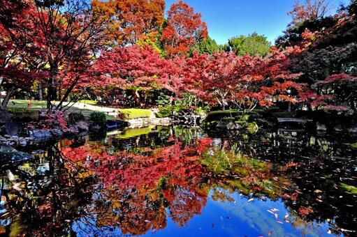 紅葉の大田黒公園② 大田黒公園,紅葉,いちょうの写真素材