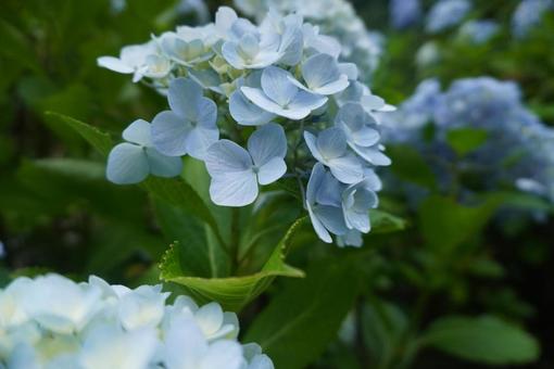あじさいの写真