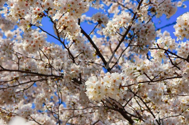 青空に映える満開の桜 桜,さくら,サクラの写真素材