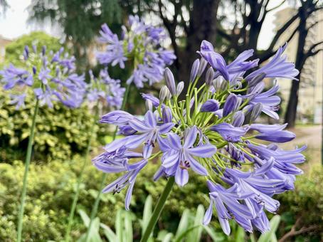 Photo, agapanthus, murasaki kunsiran, purple clam, 