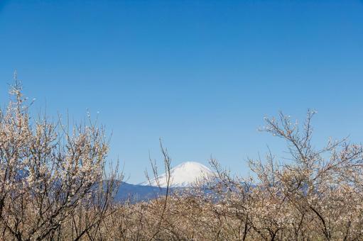 青空に映える満開の白梅と冠雪した富士山 梅,梅の花,白梅の写真素材