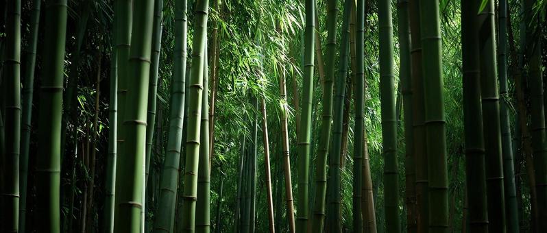涼やかな風が吹き抜ける竹林 涼やかな風が吹き抜ける竹林の写真