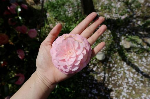 ぽとりと落ちた乙女椿 ぽとりと落ちた乙女椿 乙女椿,つばき,ピンクの写真素材