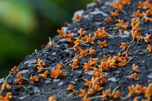 キンモクセイ キンモクセイ キンモクセイ,金木犀,花の写真素材