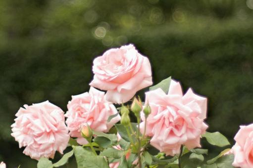 ピンクの薔薇 ピンクの薔薇の写真