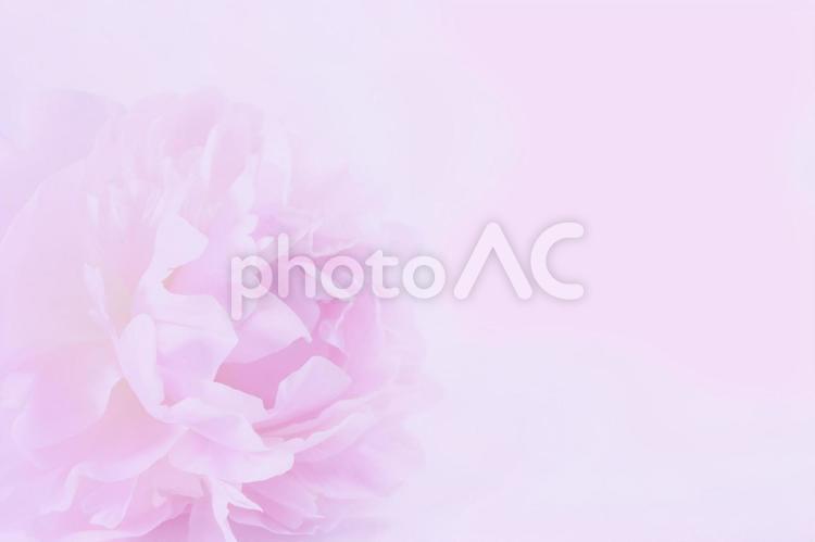 優しいピンクの花のフレーム 花,優しい,ピンクの写真素材