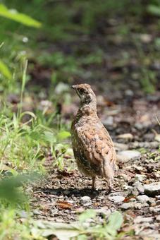 エゾライチョウ エゾライチョウ エゾライチョウ,北海道,野鳥の写真素材