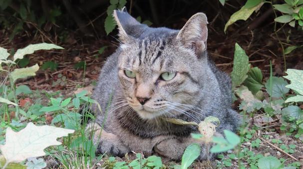 香箱座りで夕涼みしているもふもふな猫様 香箱座りで夕涼みしているもふもふな猫様 猫,キジトラ,香箱座りの写真素材