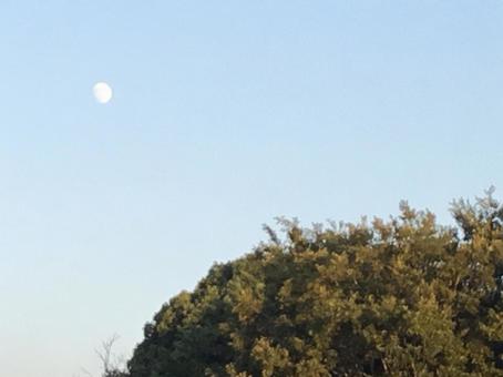 昼の月と木 昼の月と木の写真