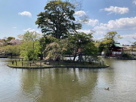 水辺 水辺 鶴岡八幡宮,鎌倉,神社の写真素材