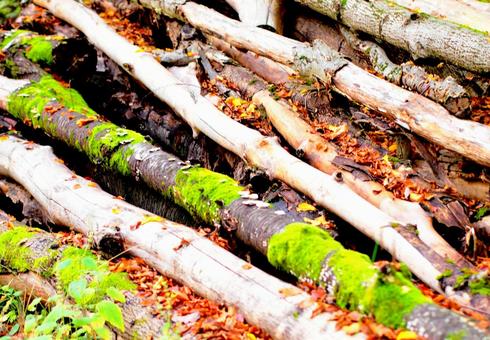 fallen trees, JPG