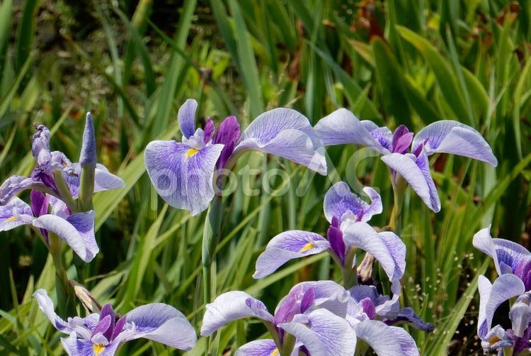 【花の写真】ハナショウブ（花菖蒲） ハナショウブ,花菖蒲,ハナアヤメの写真素材