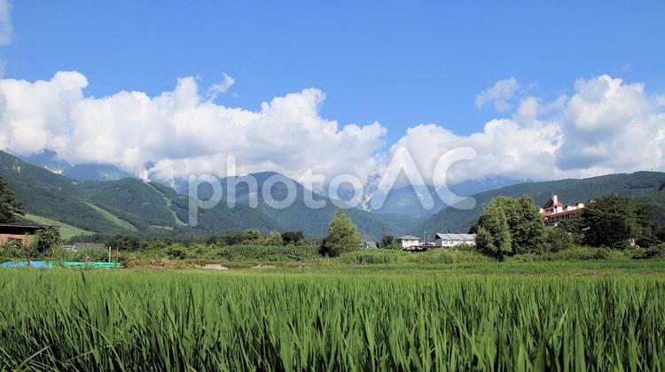 夏の白馬村の風景 北アルプス,夏,白馬連峰の写真素材