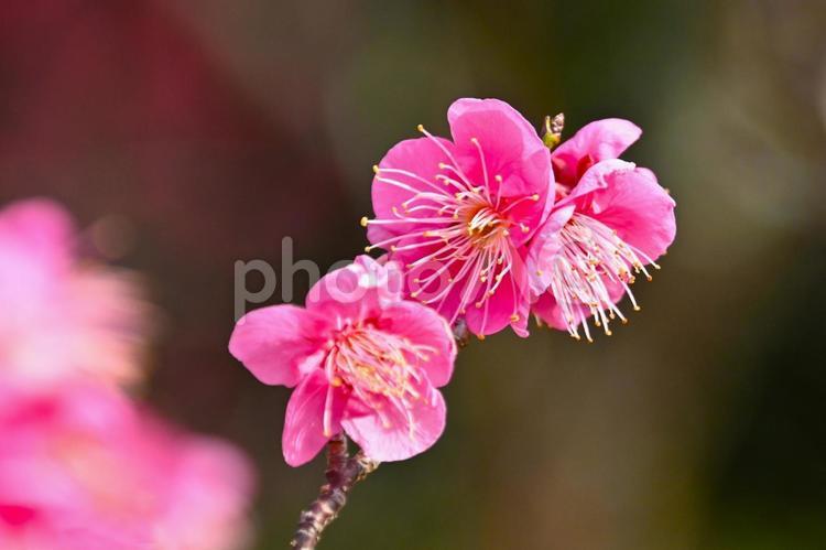 平芝梅林公園のピンク色が綺麗な梅の花 ピンク色,花,梅林の写真素材