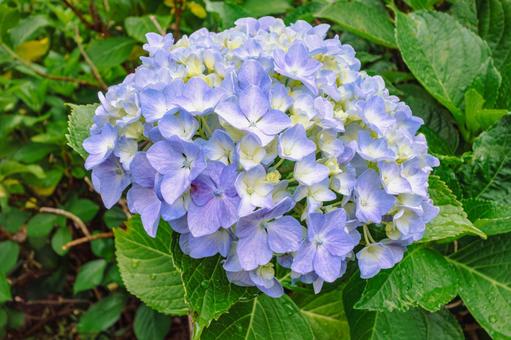 華麗なアジサイの花28 華麗なアジサイの花28の写真