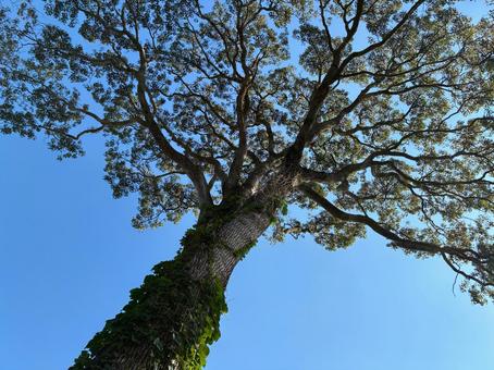 天空に伸びる大樹 木,楠,くすのきの写真素材