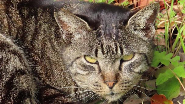 カメラ目線で迫って来るモフモフで可愛い猫 カメラ目線で迫って来るモフモフで可愛い猫 猫,キジトラ,カメラ目線の写真素材