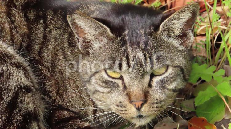 カメラ目線で迫って来るモフモフで可愛い猫 猫,キジトラ,カメラ目線の写真素材