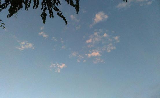 夕暮れの空と樹葉(じゅよう) 夕暮れの空と樹葉(じゅよう)の写真