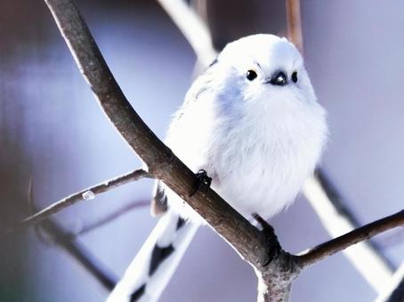 北海道の可愛いシマエナガ シマエナガ,自然,雪の写真素材