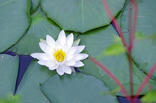 Water lily, JPG
