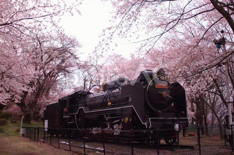 桜と蒸気機関車 鉄道,列車,木の写真素材