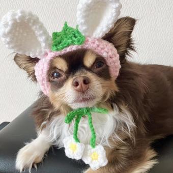 うさぎだワン うさぎだワンの写真