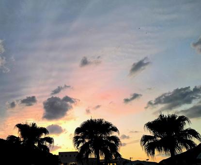 夕暮れ　ヤシの木のシルエット 夕暮れ,ヤシの木,シルエットの写真素材