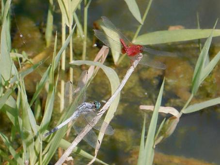 White-tailed Skimmer and Scarlet Skimmer, JPG White-tailed Skimmer and Scarlet Skimmer, JPG