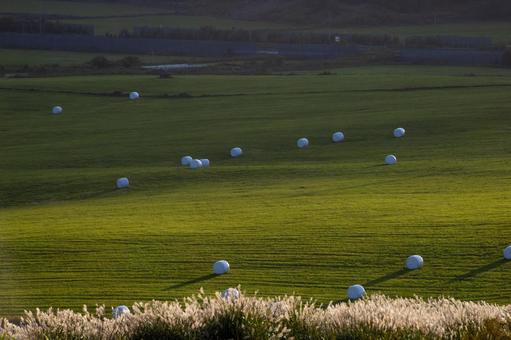Pasture and hay rolls at dusk, hokkaido, pasture, grass roll, JPG