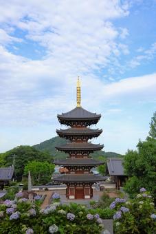 6月上旬の法然寺の五重塔とアジサイの花 6月上旬の法然寺の五重塔とアジサイの花の写真