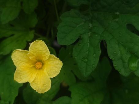 フェンスの苦瓜：雨：左下大き目 ニガウリ,ゴーヤー,グリーンカーテンの写真素材