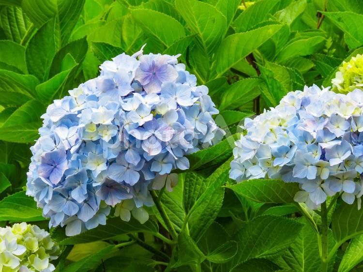 夏イメージ〜青いアジサイの花 紫陽花,アジサイ,あじさいの写真素材