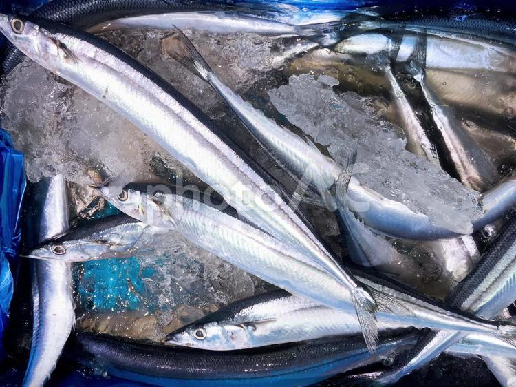 秋の味覚の新鮮でおいしい秋刀魚のイメージ さんま,秋刀魚,サンマの写真素材